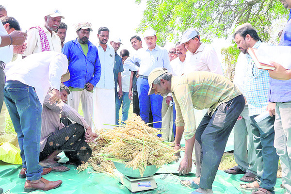 జొన్న కొనుగోళ్లు ప్రారంభిస్తాం1