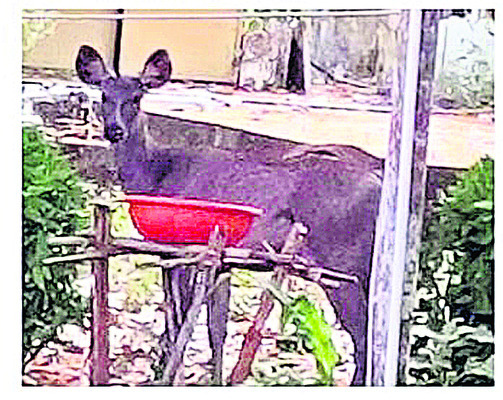 భక్తిశ్రద్ధలతో ఏకాదశి పూజలు 2