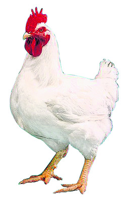 నిమ్మ ధరలు (కిలో) 1