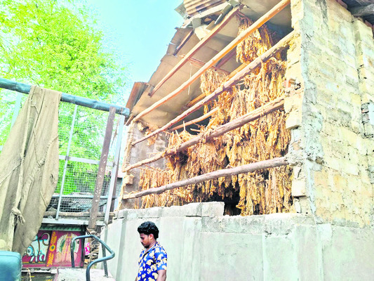 పొగాకు రైతులను దెబ్బతీసిన వర్షం 1