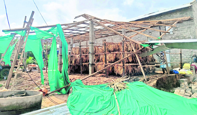 పొగాకు రైతులను దెబ్బతీసిన వర్షం 2