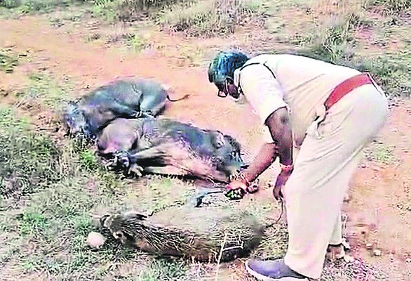 కృష్ణాజిల్లా9