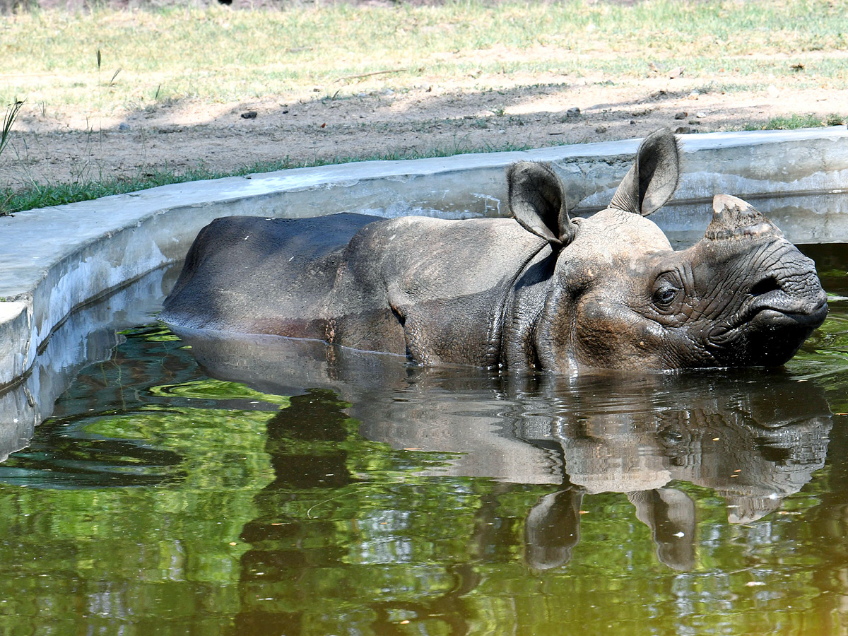 Tourists Throng To Nehru Zoological Park Photos14