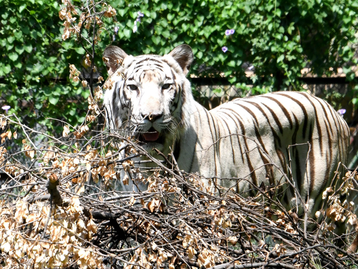 Tourists Throng To Nehru Zoological Park Photos15