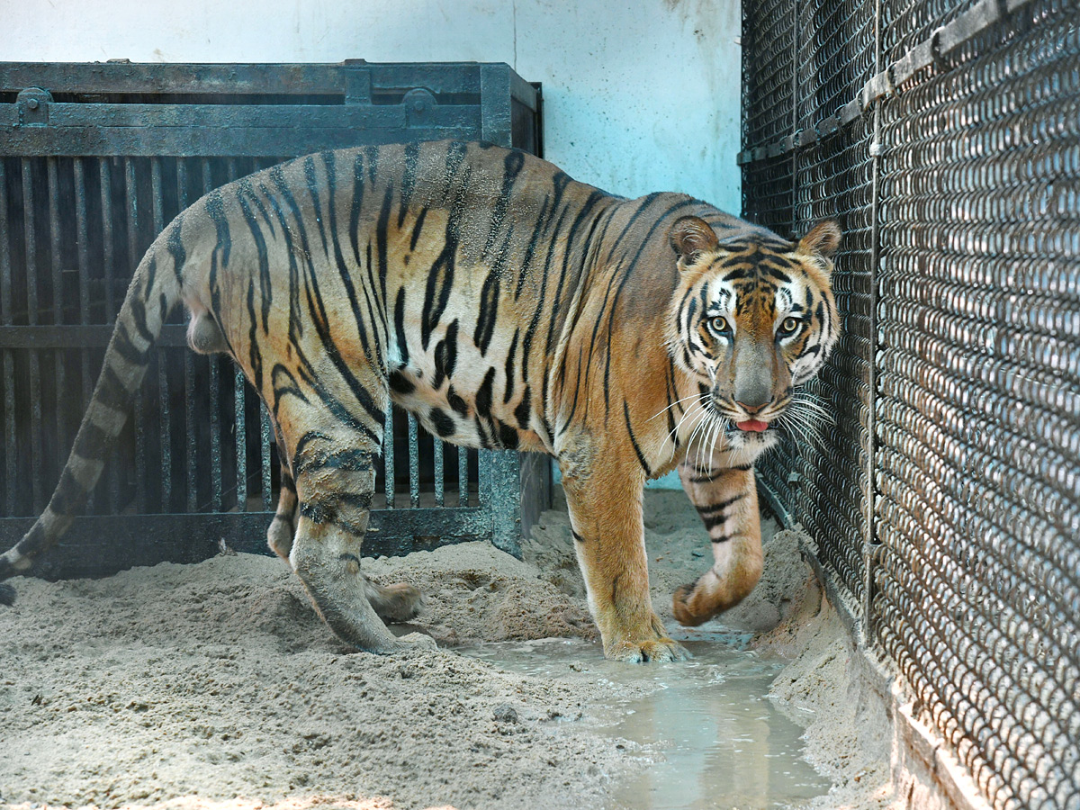 Tourists Throng To Nehru Zoological Park Photos18