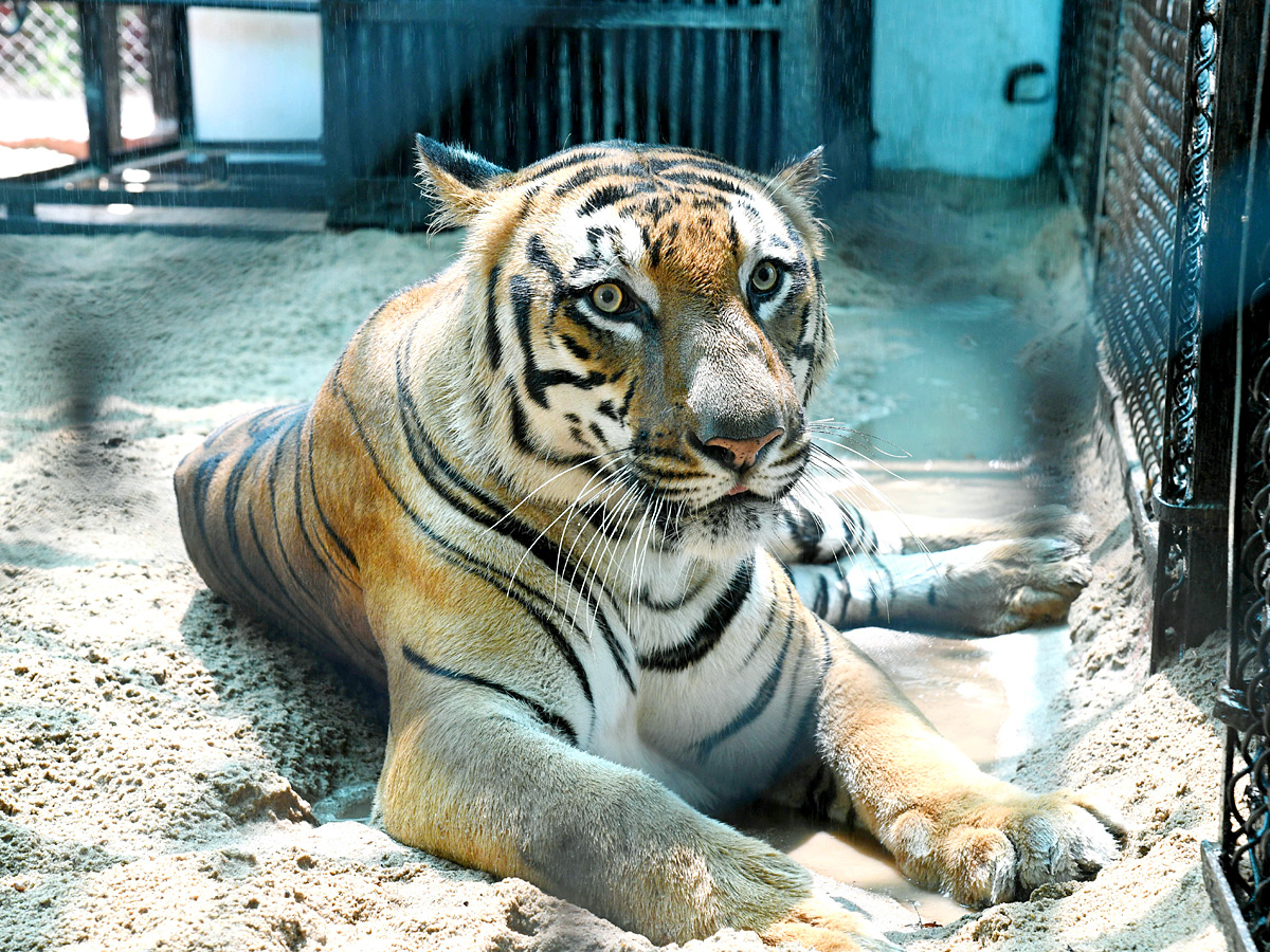 Tourists Throng To Nehru Zoological Park Photos19