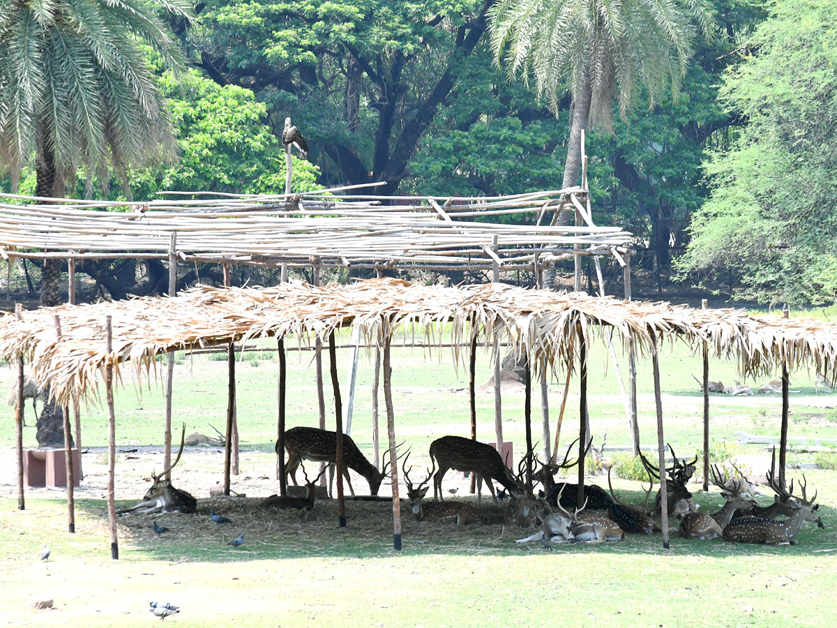 Tourists Throng To Nehru Zoological Park Photos22