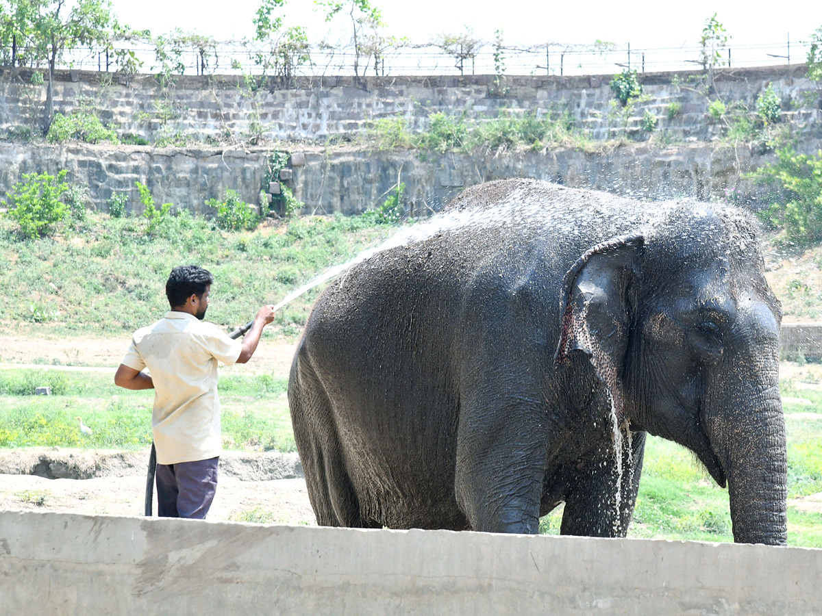 Tourists Throng To Nehru Zoological Park Photos25