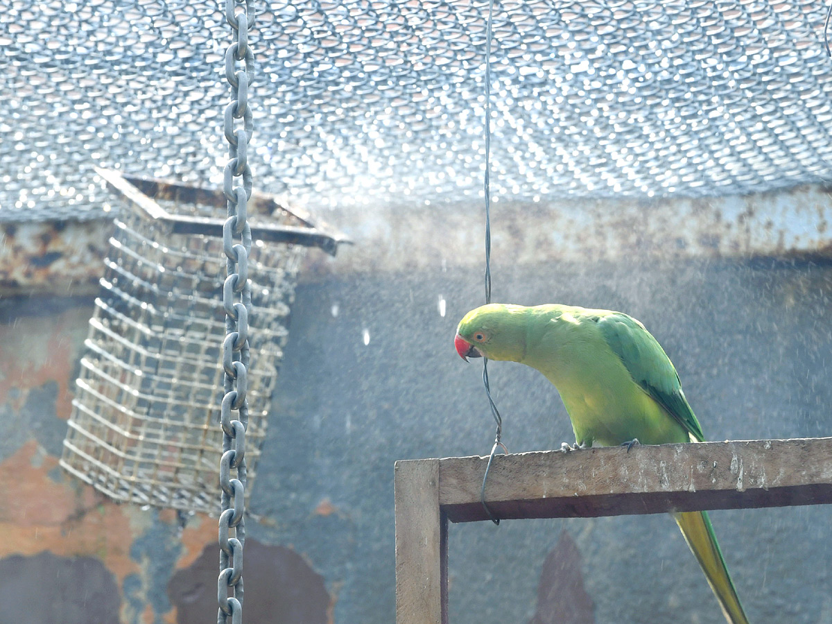 Tourists Throng To Nehru Zoological Park Photos4