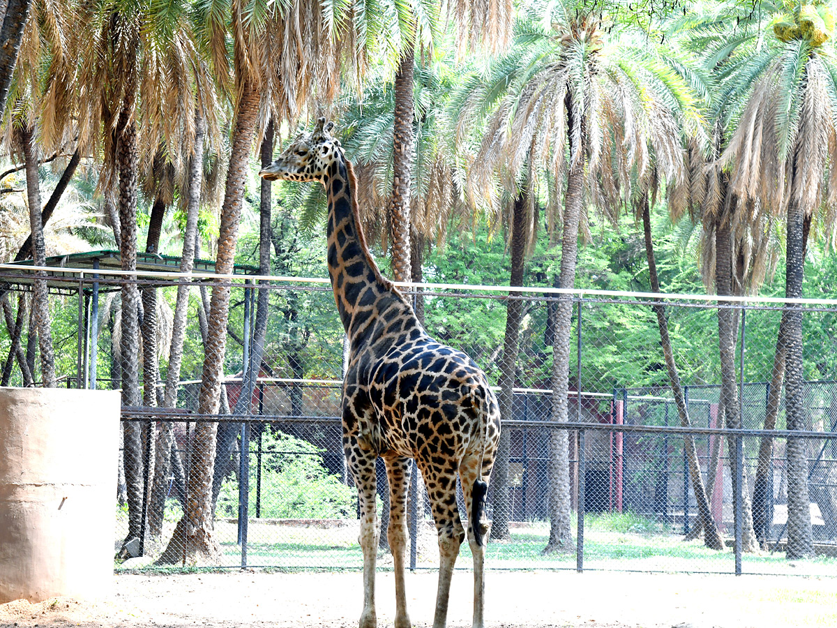 Tourists Throng To Nehru Zoological Park Photos7