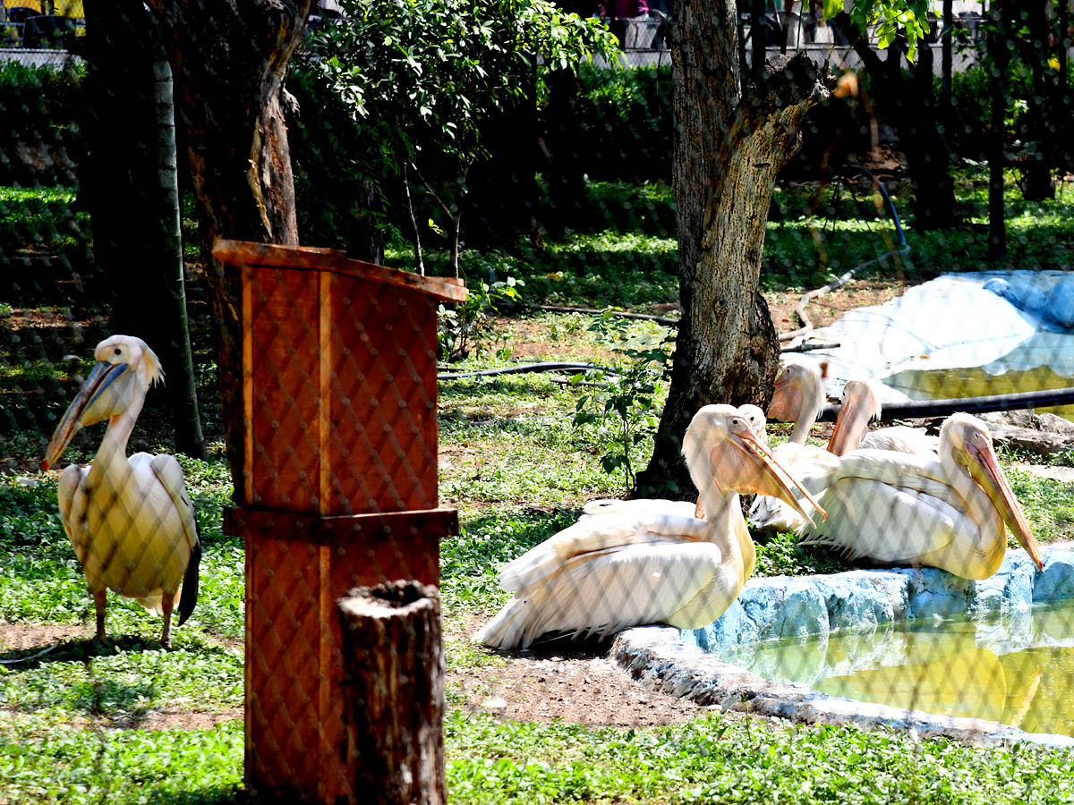 Tourists Throng To Nehru Zoological Park Photos9