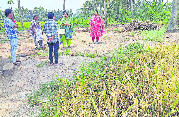 వేగంగా ధాన్యం సేకరణ
1