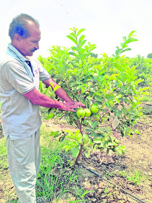 లాభాల బాటలో రైతన్న1