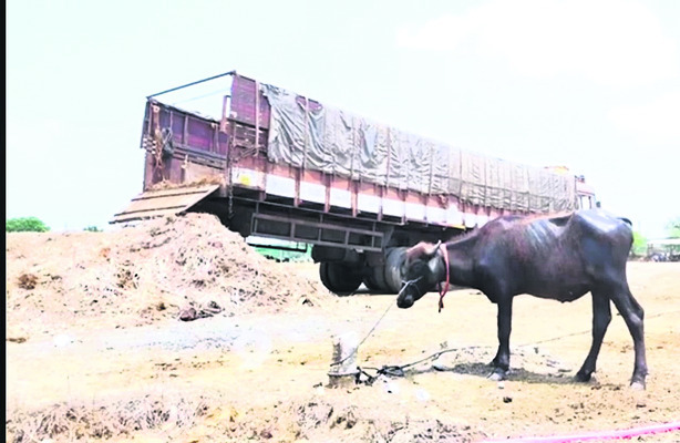 పశువుల అక్రమ రవాణా
2