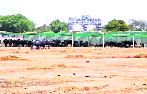 పశువుల అక్రమ రవాణా
1