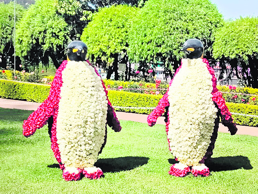 అలరించిన ఊటీ రోజ్ షో 3