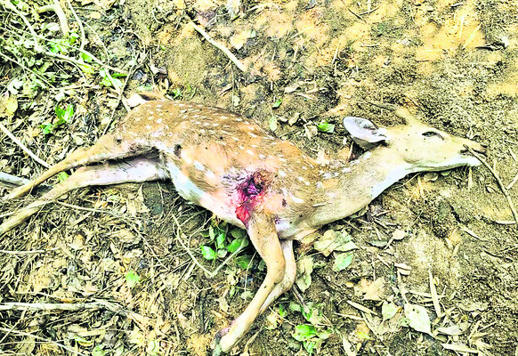 మామిడితోటపై ఏనుగుల దాడి 1