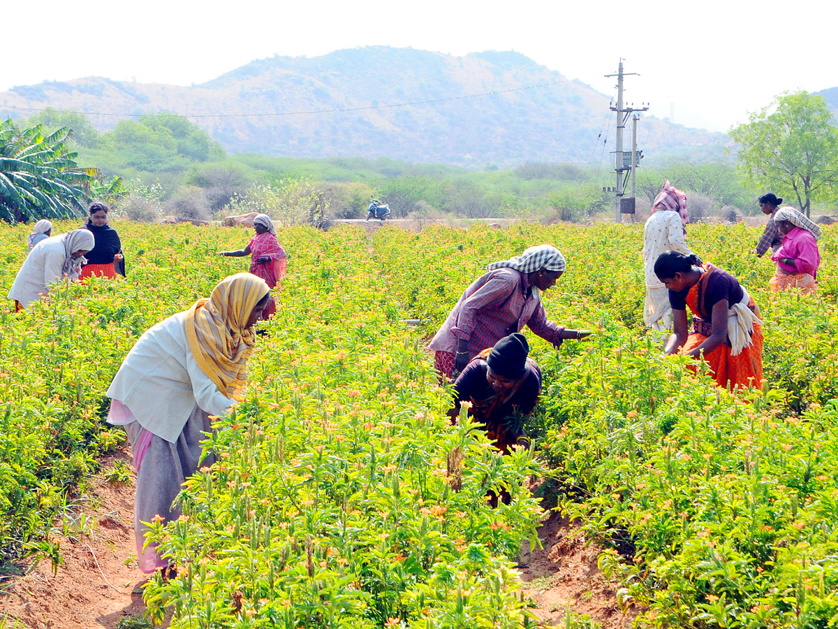 Best Photos of The Week in AP and Telangana Photo Gallery4