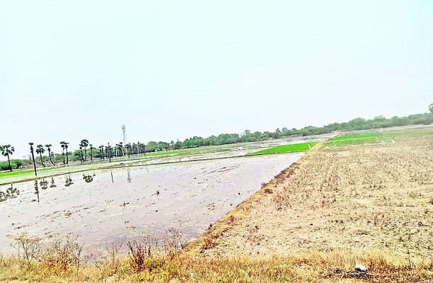 ఇష్టారాజ్యంగా మింగేస్తున్నారు!2