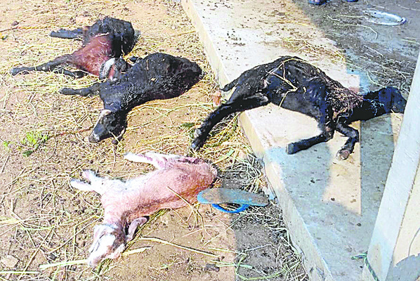 కుక్కల దాడిలో గొర్రెలు మృతి1