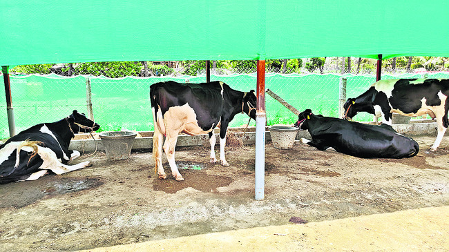 అరటి సాగులో అద్భుతాలు1