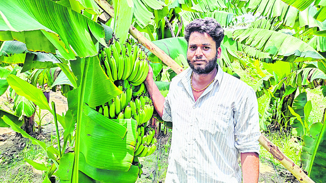 అరటి సాగులో అద్భుతాలు2