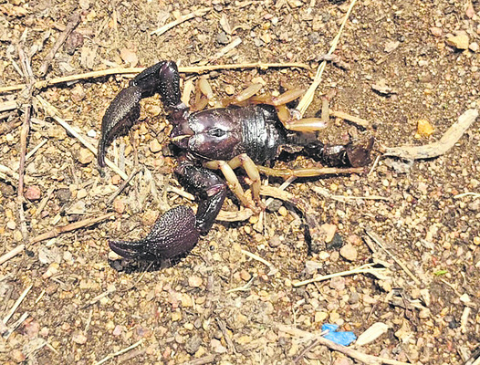 వడ్ల కుప్పలు.. రైతు తిప్పలు1