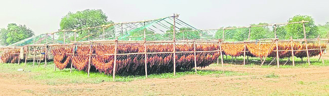 బర్లీ రైతులకు ధరాఘాతం1