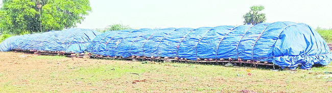 బర్లీ రైతులకు ధరాఘాతం2
