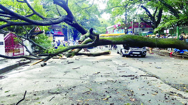 మన చెట్లు లేక ఇక్కట్లు2