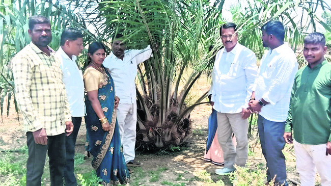 భవిష్యత్ ఆయిల్పాం సాగుదే.. 1