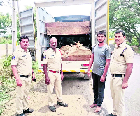 విద్యుదాఘాతంతో దుక్కిటెద్దు మృతి1