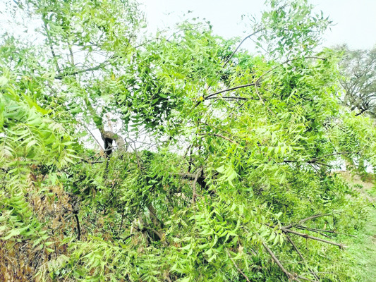 వేప ఉత్పత్తులు.. కీటక నాశకాలు 1