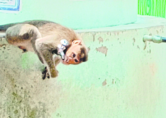 మర్కటంగారి.. పానీ కహానీ.. 1