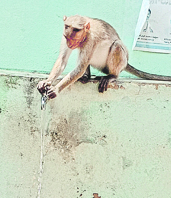 మర్కటంగారి.. పానీ కహానీ.. 2