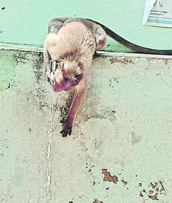 మర్కటంగారి.. పానీ కహానీ.. 3