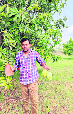 నాణ్యతతోనే మామిడికి ధర 1