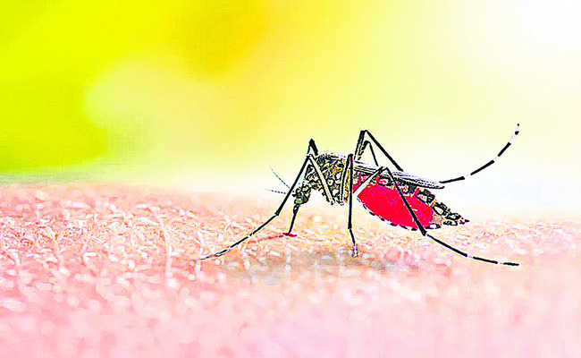 నేడు జాతీయ డెంగీ నివారణ దినోత్సవం
1