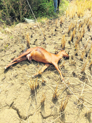 నగరంలో సైబర్ మోసం
1