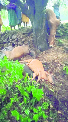 చికెన్‌1