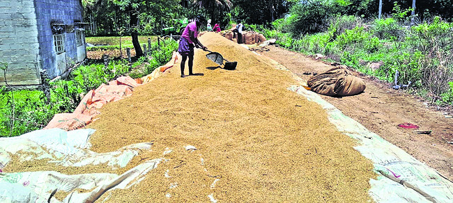 గాలివాన బీభత్సం.. వరి పైరుకు నష్టం1
