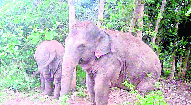 అభివృద్ధి చేతకాక అభాండాలు 2