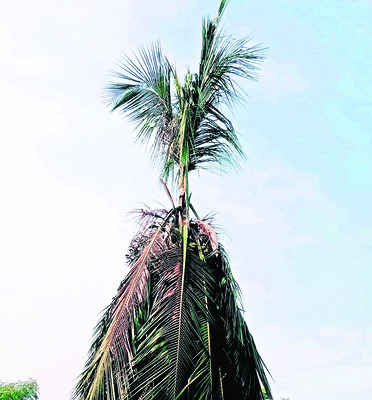 విద్యుదాఘాతంతో మూడు ఆవులు మృతి
1