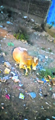 ఎండు గంజాయి పట్టివేత 
1