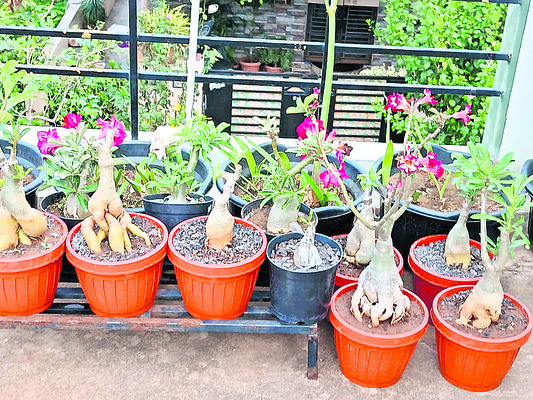 శ్రీకాకుళం1