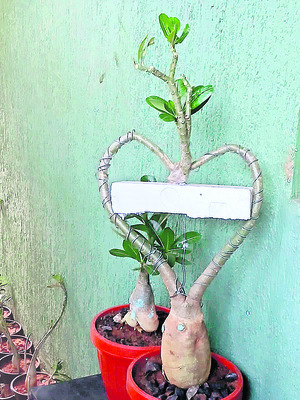 శ్రీకాకుళం4