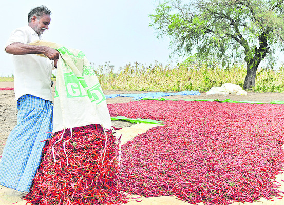 మిర్చి రైతు కంట్లో కారం6