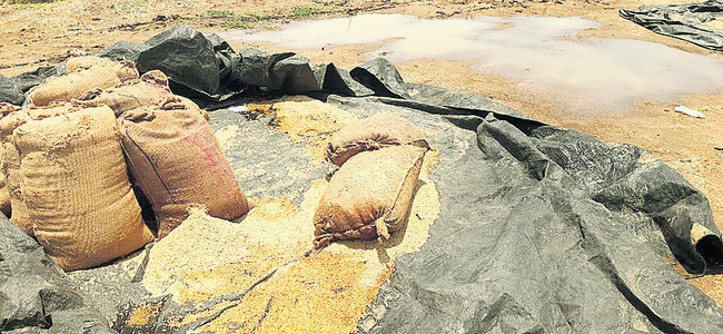 అకాల వర్షం.. తడిసిన ధాన్యం2