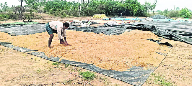 అకాల వర్షం.. తడిసిన ధాన్యం3