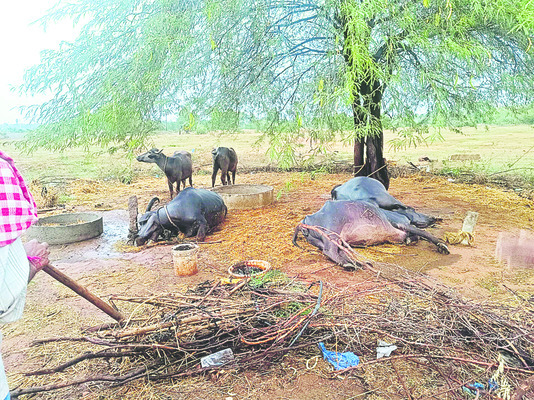 కనీస వేతనాలు అమలు చేయాలి 
1